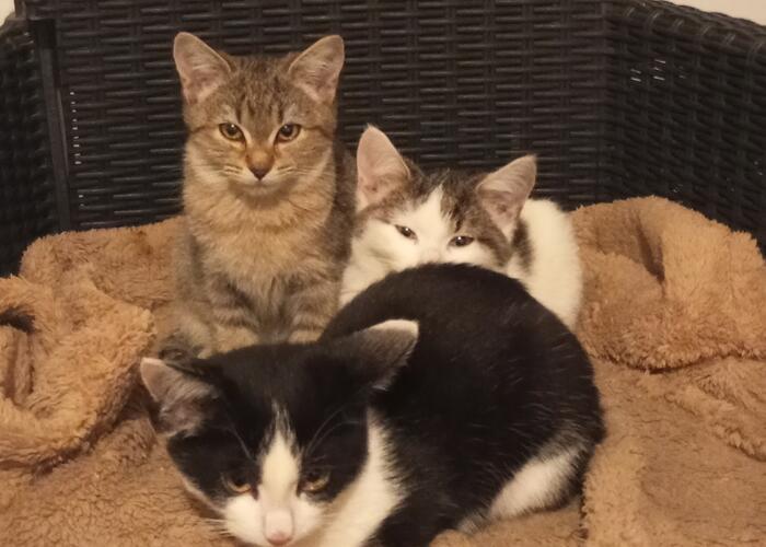 Grajewo ogłoszenia: Kotki szukaja domu .mają ok 4 miesięcy . Korzystają z kuwety...